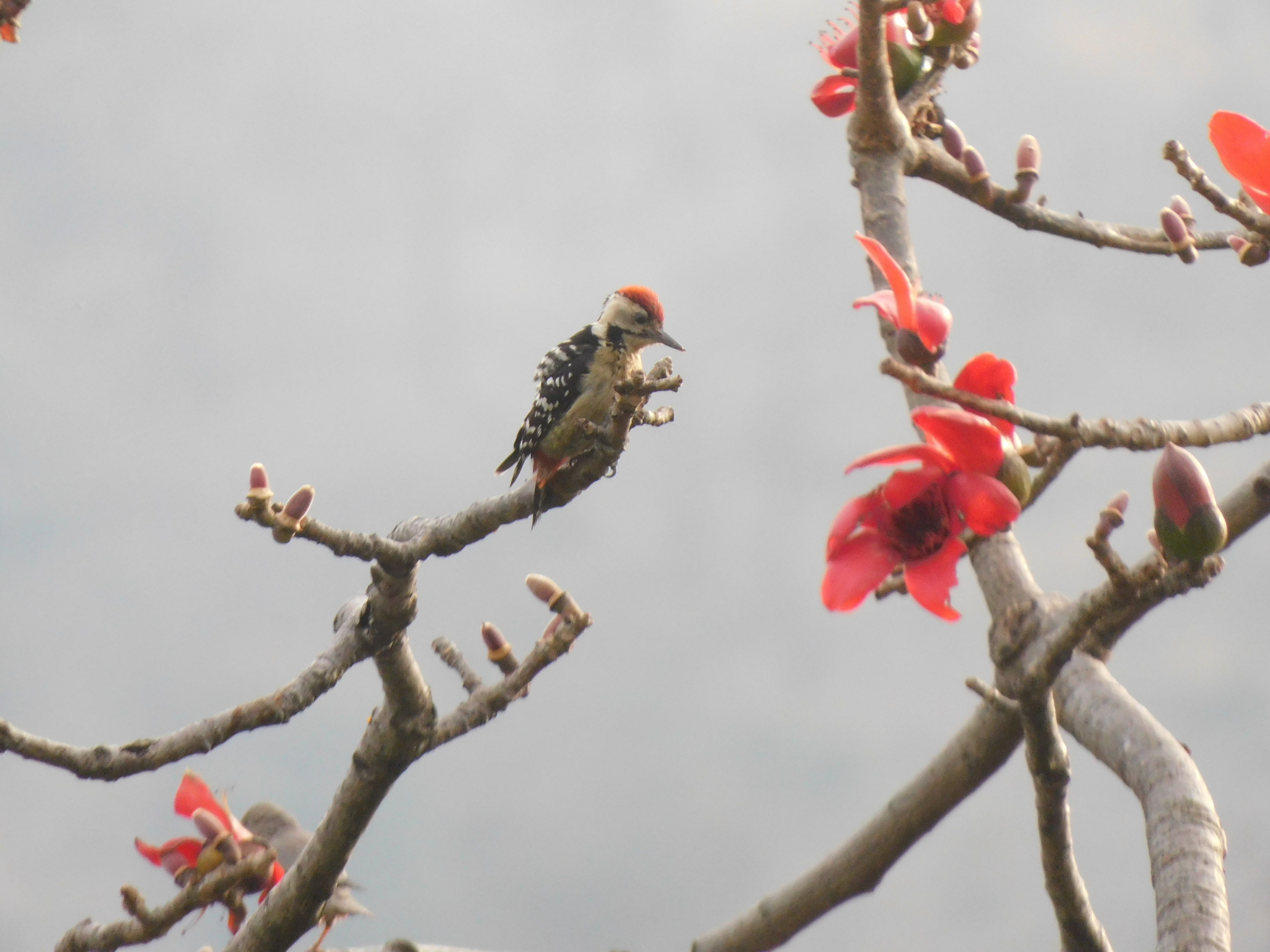 Fulvous-breasted Woodpecker (Dendrocopos macei), photo 6
