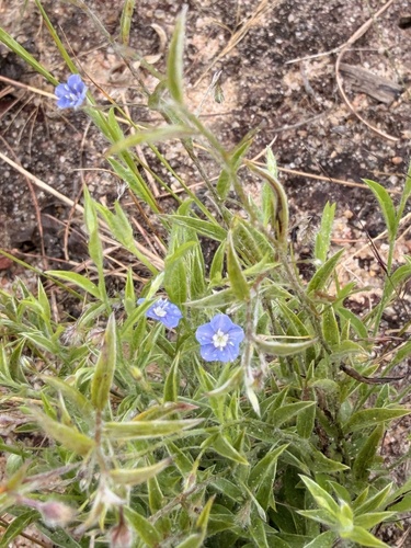 tropical speedwell