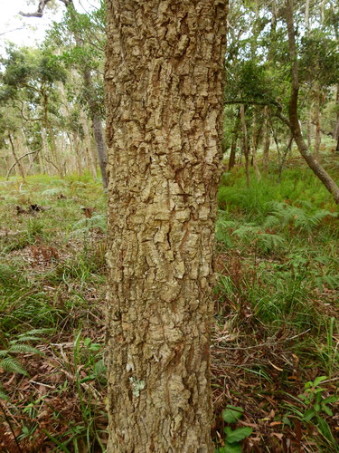 Endiandra sieberi, photograph 3