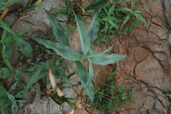 Persicaria lapathifolia lanata