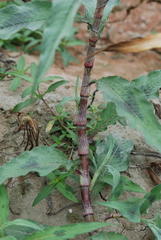 Persicaria lapathifolia lanata