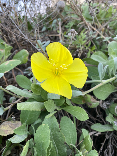 beach evening-primrose (Oenothera drummondii)