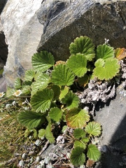 Geum cockaynei