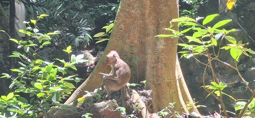 Macaca fascicularis