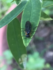 Adurgoa gonagra