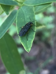 Adurgoa gonagra
