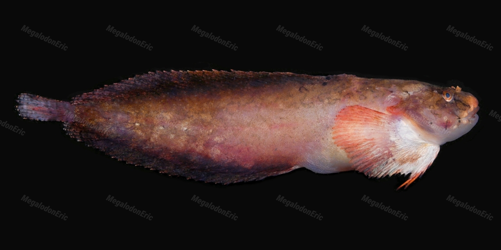 Liparis chefuensis