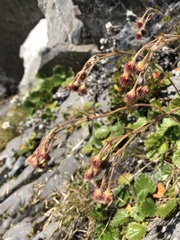Geum cockaynei