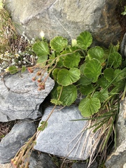 Geum cockaynei