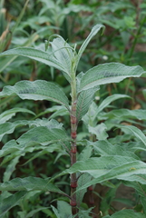 Persicaria lapathifolia lanata