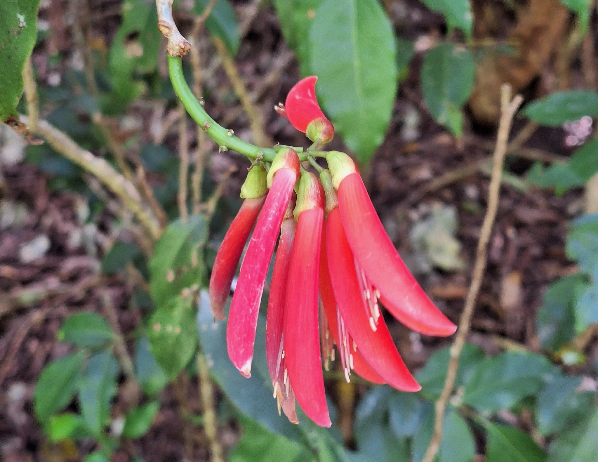 Coral tree