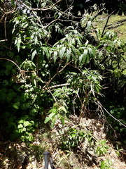 Bayliss' nightshade (Solanum baylisii)