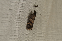 Oecophorinae