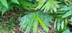 Alpinia petiolata