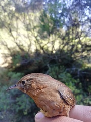 Troglodytes aedon brunneicollis