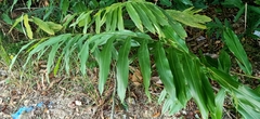 Alpinia petiolata