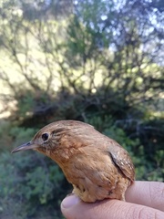 Troglodytes aedon brunneicollis