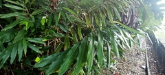 Alpinia petiolata