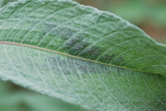 Persicaria lapathifolia lanata