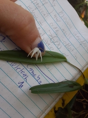 Pleurothallis eumecocaulon