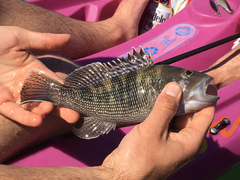 Centropristis striata