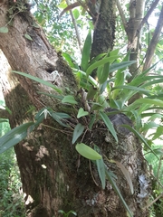 Pleurothallis eumecocaulon