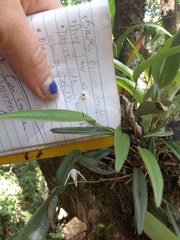 Pleurothallis eumecocaulon