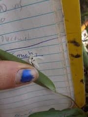 Pleurothallis eumecocaulon