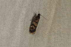 Oecophorinae