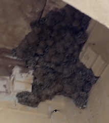 Apus affinis singalensis