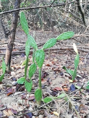 Opuntia caracassana