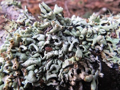 Hypogymnia apinnata