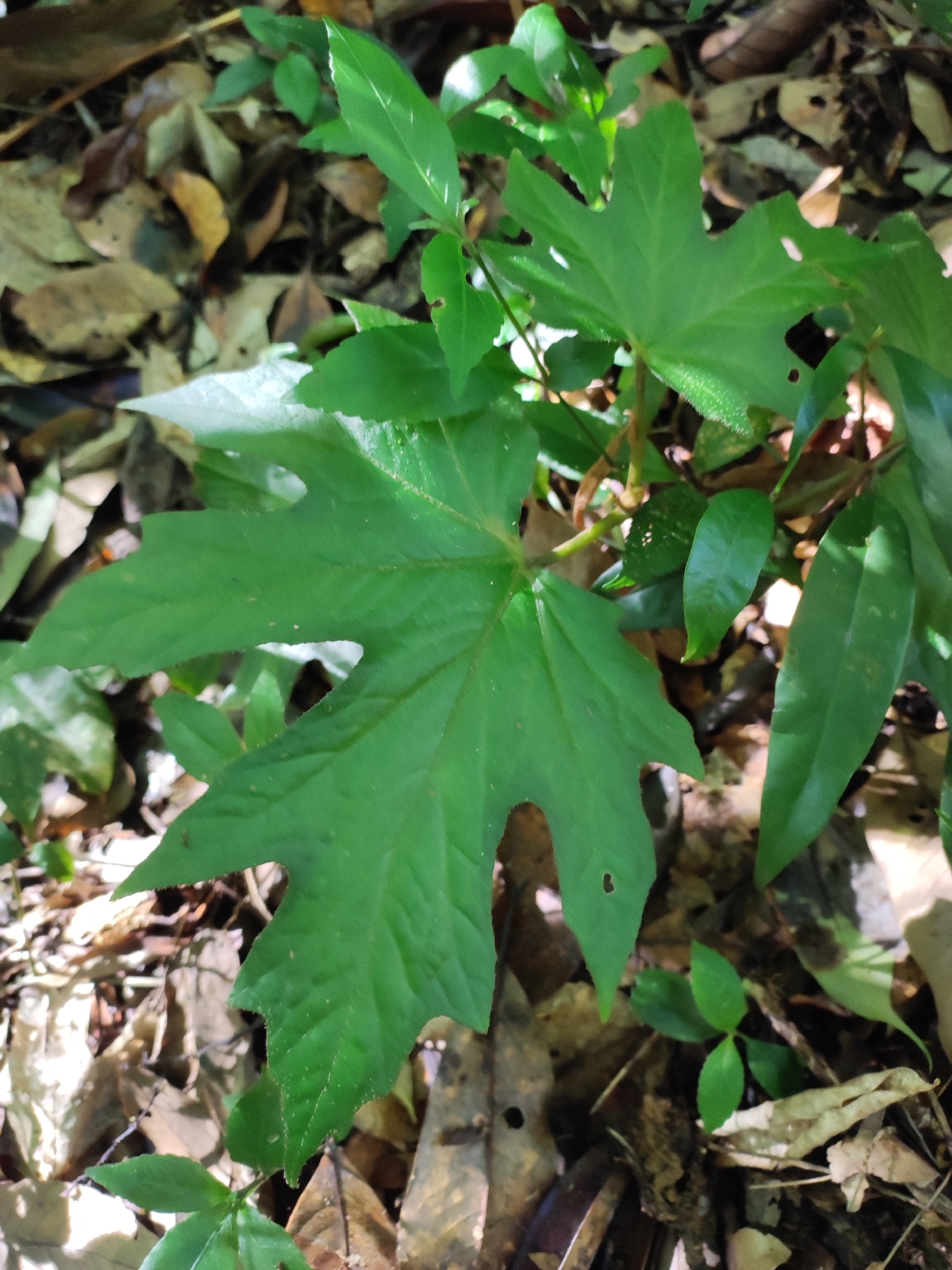 Begonia langbianensis — ảnh 3