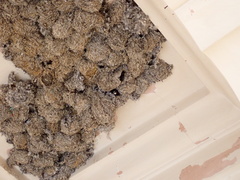 Apus affinis singalensis