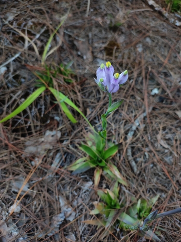 Burmannia disticha