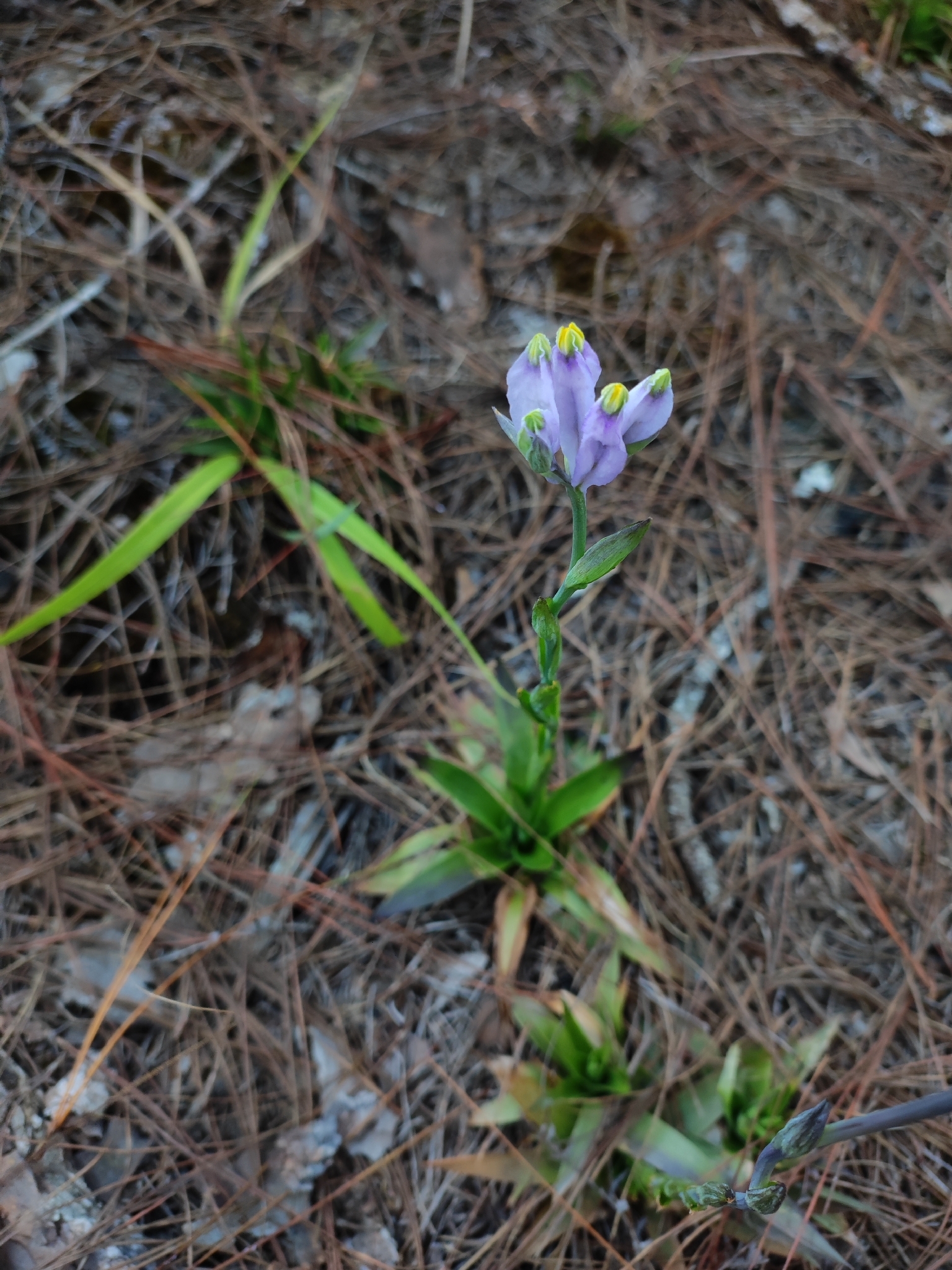Burmannia disticha (Burmannia disticha)