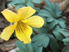 Viola sheltonii