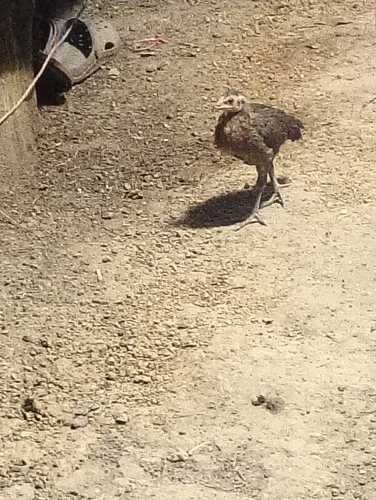 Domestic Chicken