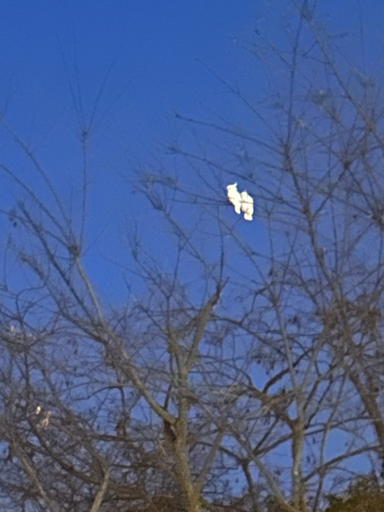 Yellow-crested Cockatoo (Cacatua sulphurea), photo 5