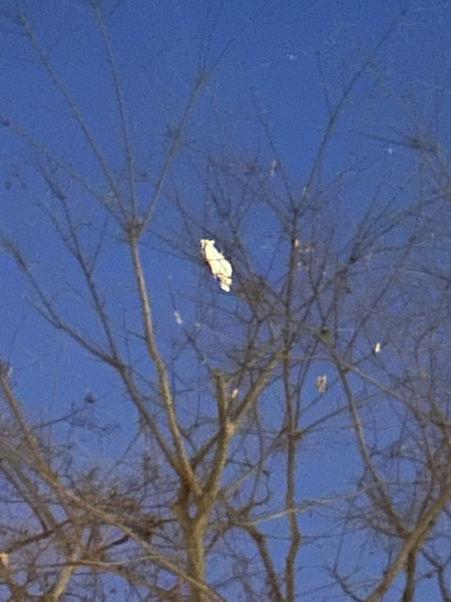 Yellow-crested Cockatoo (Cacatua sulphurea), photo 6