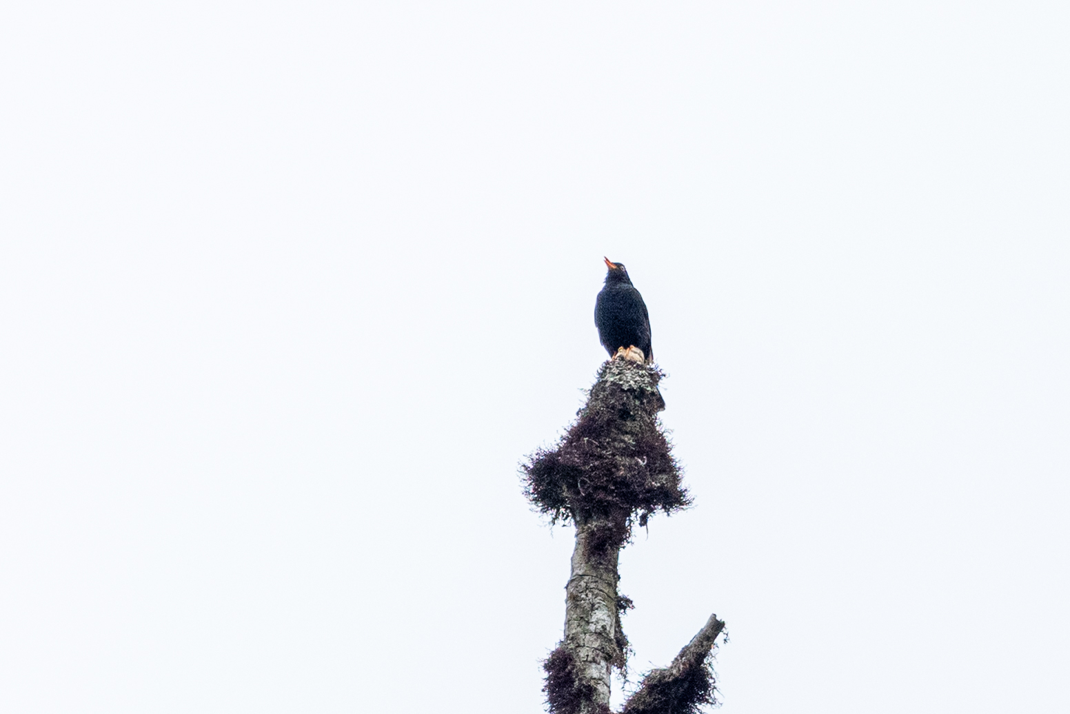 Glossy-black Thrush (Turdus serranus), photo 5