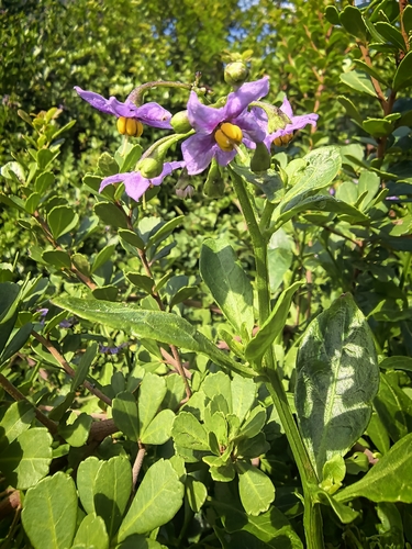 drunken berry (Solanum africanum)