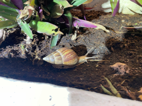 Lissachatina fulica