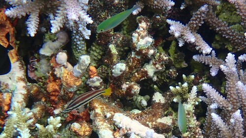 Yellowtail Wrasse — seen at this dive site