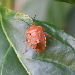 Anaxarchus pardalinus