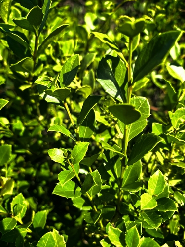 Dune Kokotree (Maytenus procumbens)