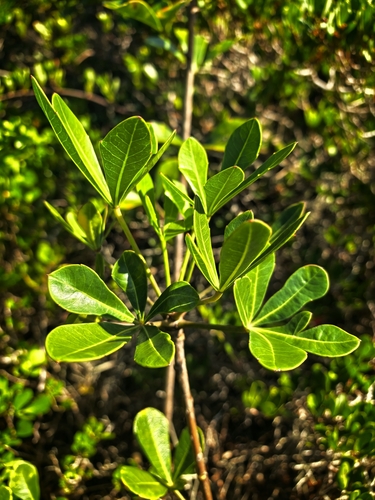Cape Coast Cabbagetree (Cussonia thyrsiflora)