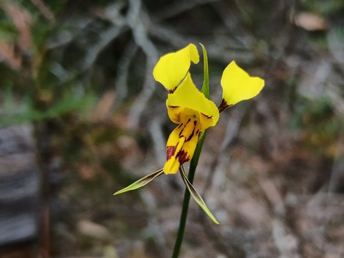 Tiger Orchid (Diuris sulphurea)