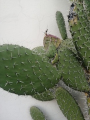 Opuntia jaliscana