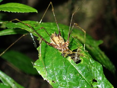 Ventrivomer ancyrophorus